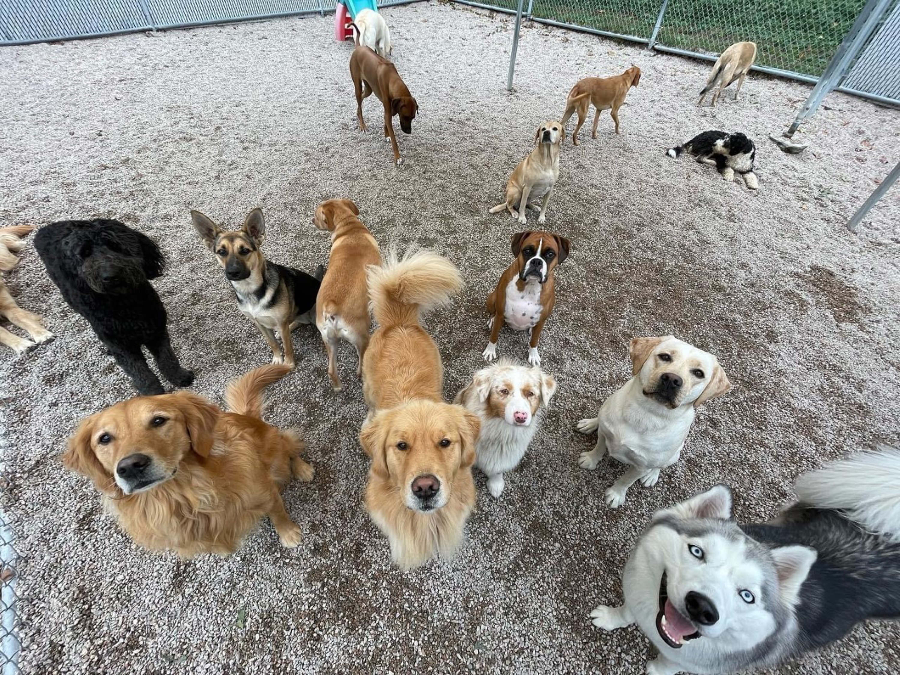 many dogs in a play area