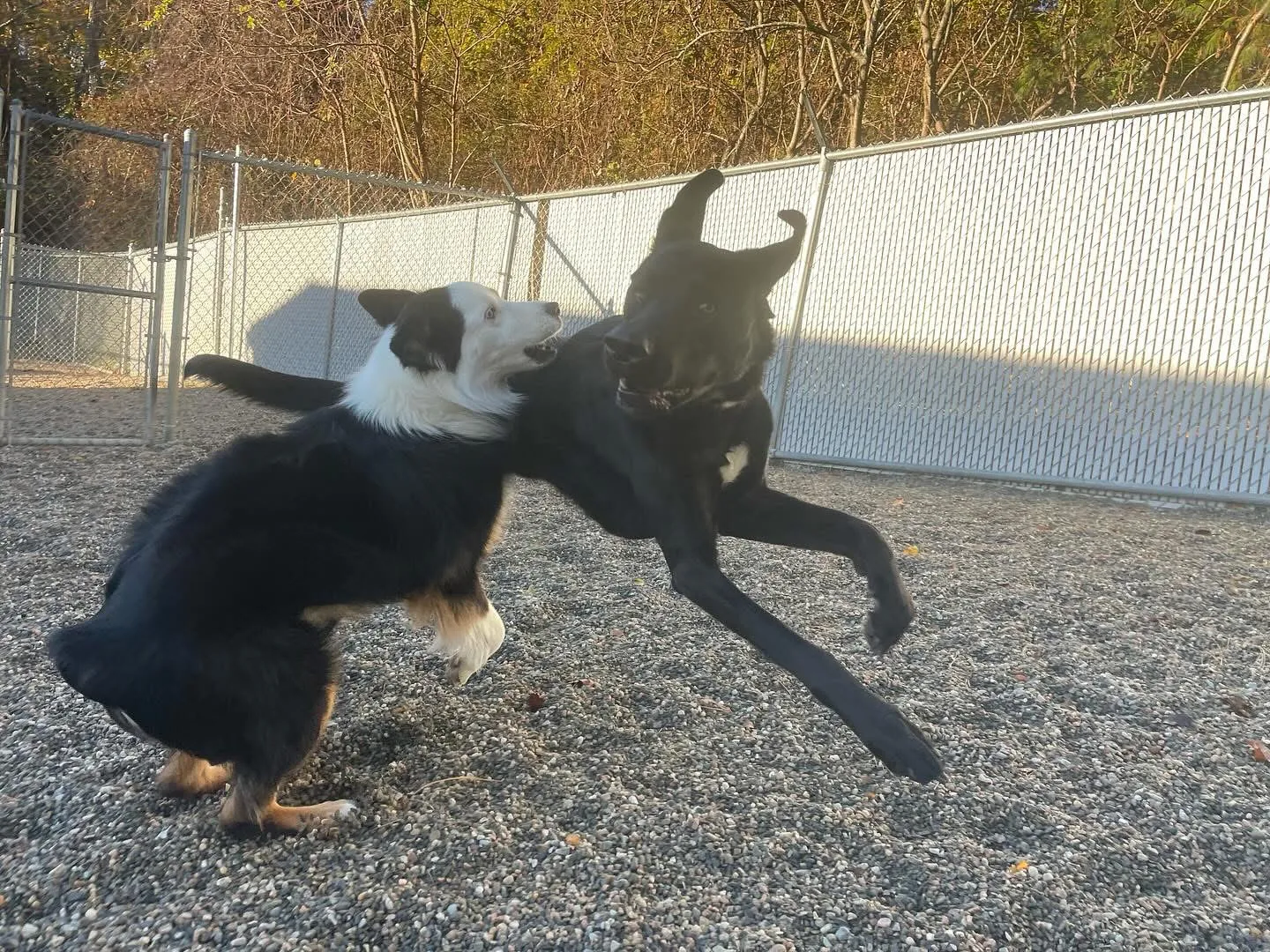 Two dogs running in yard
