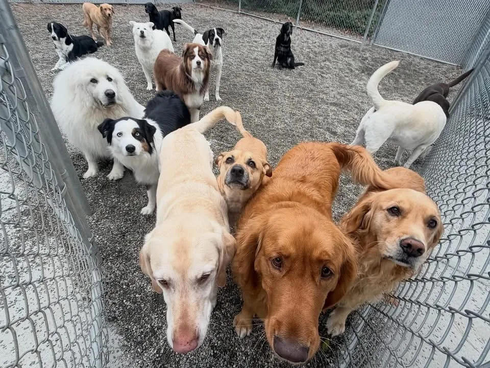 Several dogs playing in backyard