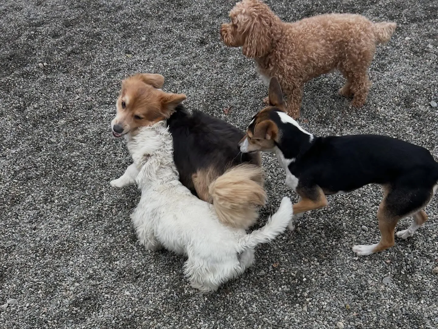 Several dogs playing