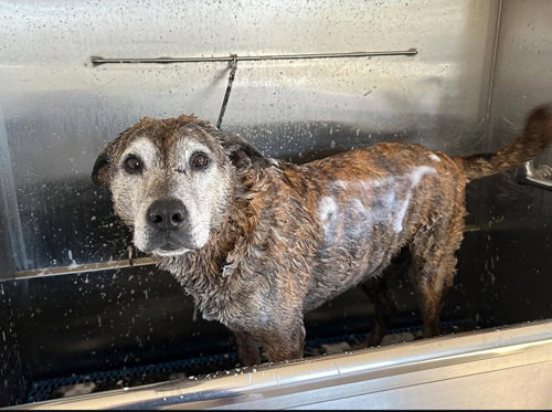 dog being groomed